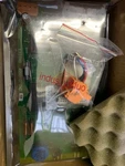 One New Siemens Layer Display Converter Card E3I040 (fm). Fixed Price $1319.74.