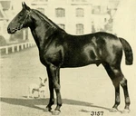 Anglo Norman Horse Breed Glossy Poster Picture Photo Print Banner 12784. Fixed Price $13.99.
